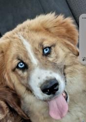 Lost Female Dog last seen Walgreens ., Pennington Gap, VA 24277