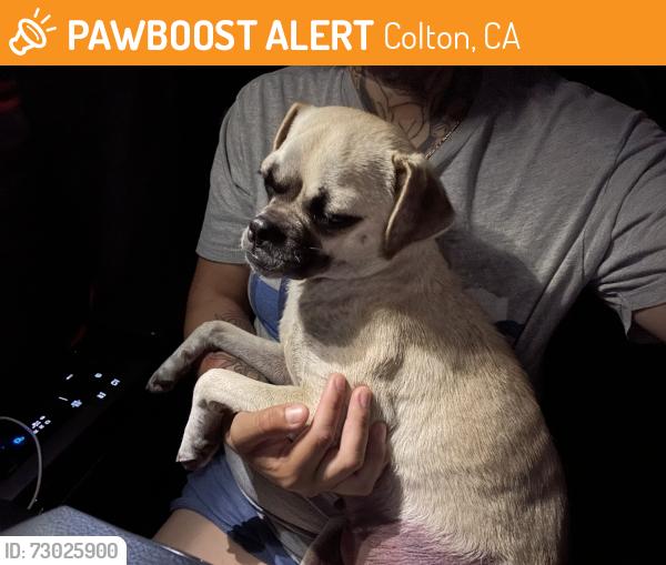Found/Stray Female Dog last seen N Rancho avenue , Colton, CA 92324