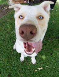 Shelter Stray Male Dog last seen Plaza Drive, Oceanside, CA, 92056, Oceanside, CA 92058, USA
