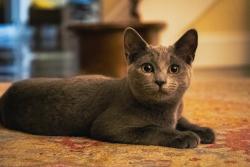 Lost Female Cat last seen Milburn dr, Syracuse, NY 13207