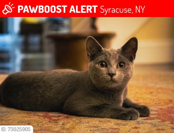 Lost Female Cat last seen Milburn dr, Syracuse, NY 13207