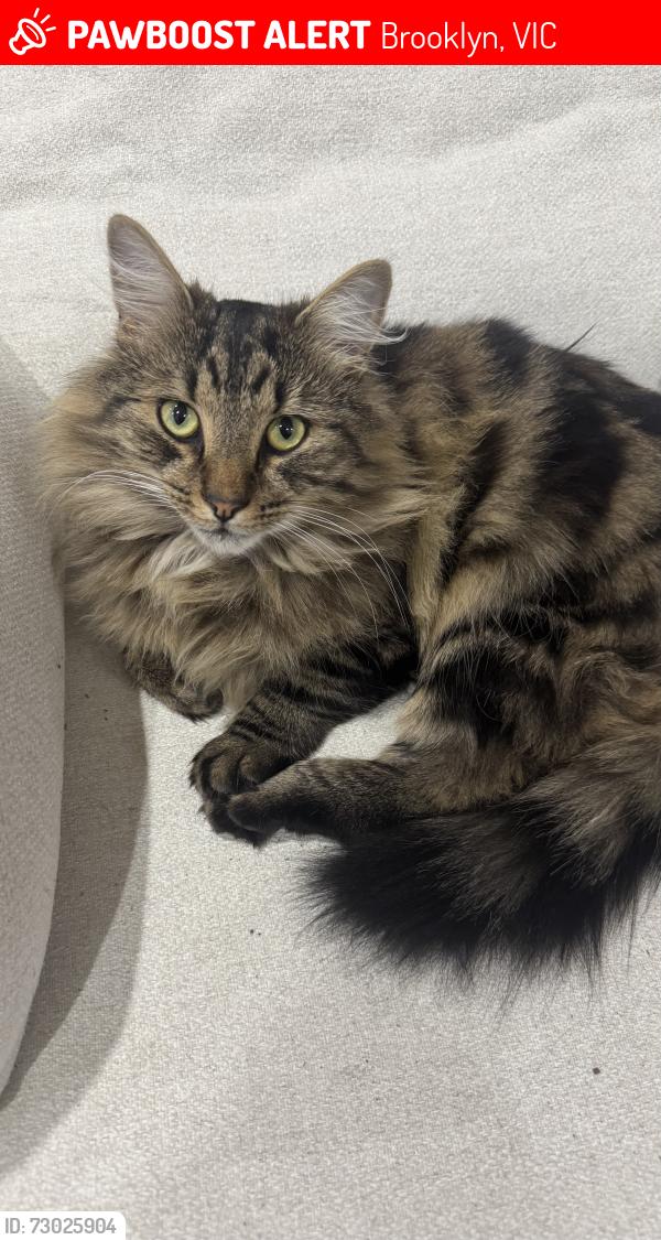 Lost Male Cat last seen Primula Avenue, Brooklyn, VIC 3012