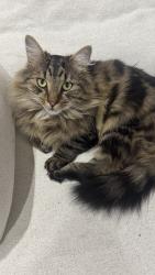 Lost Male Cat last seen Primula Avenue, Brooklyn, VIC 3012