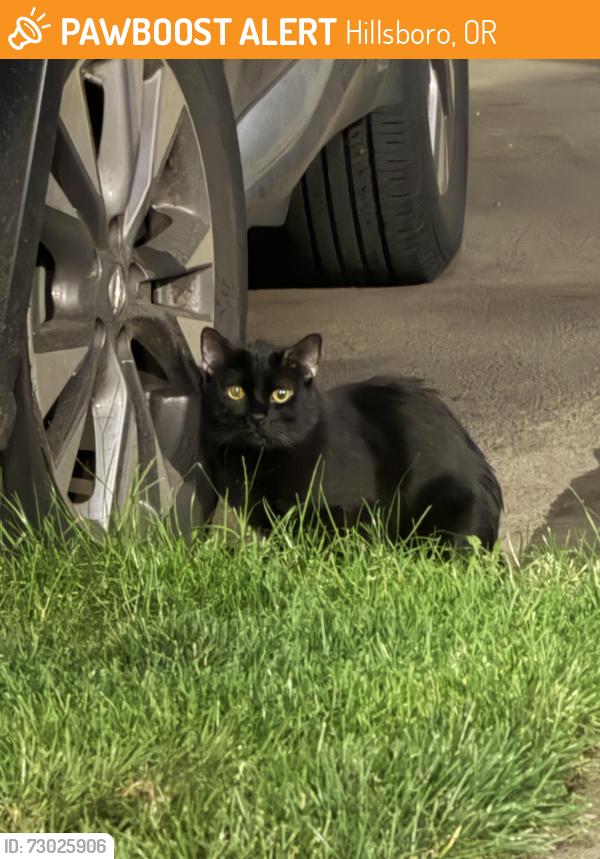 Found/Stray Unknown Cat last seen Commons at Verandas bldg 16. John Olsen/Overlook dr., Hillsboro, OR 97124