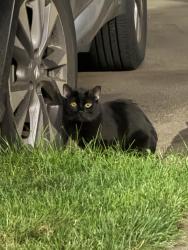 Found/Stray Unknown Cat last seen Commons at Verandas bldg 16. John Olsen/Overlook dr., Hillsboro, OR 97124