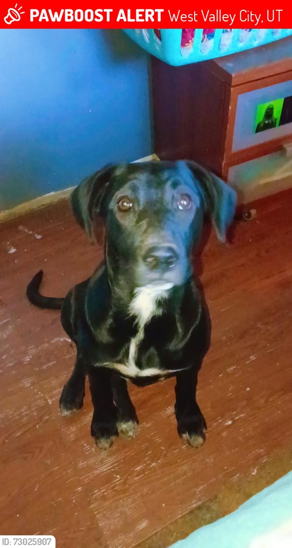 Lost Female Dog last seen 4100w 3200s, West Valley City, UT 84119
