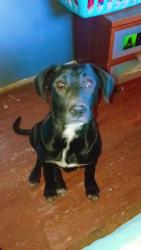 Lost Female Dog last seen 4100w 3200s, West Valley City, UT 84119