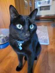 Reunited Male Cat last seen Corrigan and Wellesley, Otis Orchards-East Farms, WA 99027