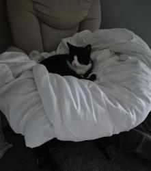 Lost Unknown Cat last seen Bremerton drive serentity village looks very healthy. Identical to o mycat, Clay, NY 13090