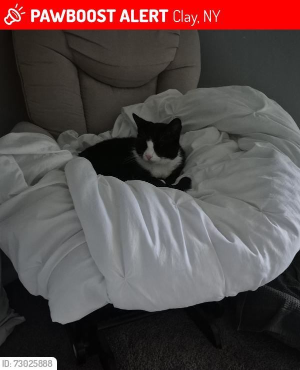 Lost Unknown Cat last seen Bremerton drive serentity village looks very healthy. Identical to o mycat, Clay, NY 13090