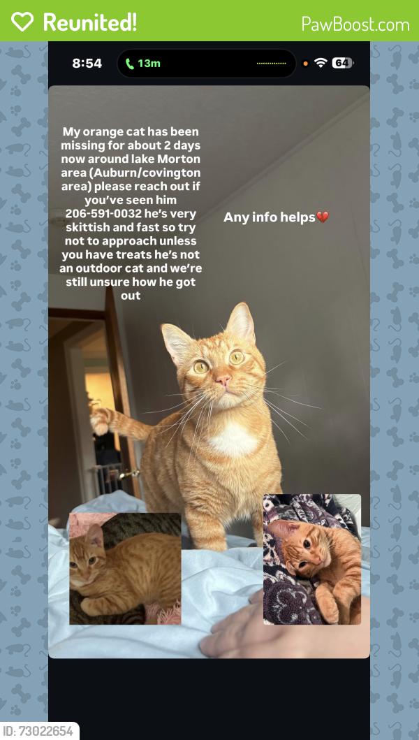 Reunited Male Cat last seen Kent black diamond Road, Auburn, WA 98092