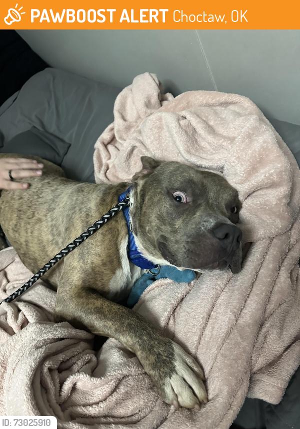 Found/Stray Male Dog last seen 10th and Hiwassee, Choctaw, OK 73020