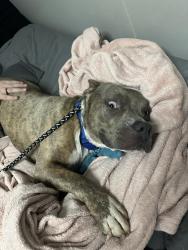 Found/Stray Male Dog last seen 10th and Hiwassee, Choctaw, OK 73020