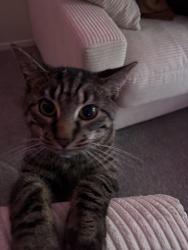 Lost Male Cat last seen 12th St & Fox Valley Ave, Portage, MI 49024