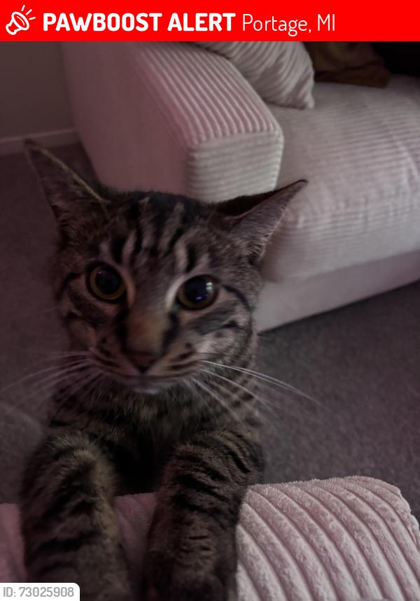 Lost Male Cat last seen 12th St & Fox Valley Ave, Portage, MI 49024