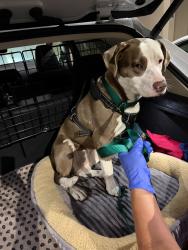 Found/Stray Female Dog last seen Telegraph and W Mac Arthur, Oakland, CA 94609