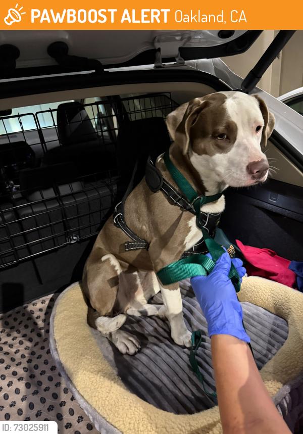 Found/Stray Female Dog last seen Telegraph and W Mac Arthur, Oakland, CA 94609