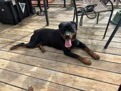 Reunited Male Dog last seen Patterson Farm Rd, Mooresville, NC, Mooresville, NC 28115