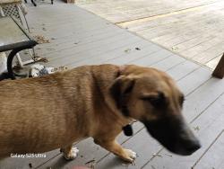 Lost Female Dog last seen ¹st ave so and 27th st s, Birmingham, AL 35233