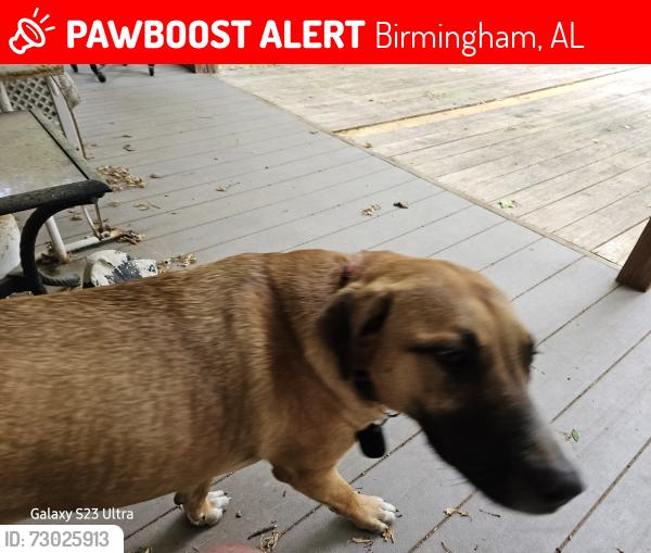 Lost Female Dog last seen ¹st ave so and 27th st s, Birmingham, AL 35233