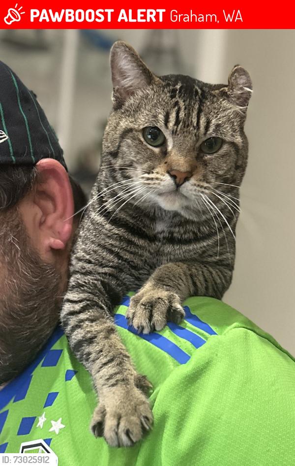 Lost Male Cat last seen Kapowsin highlands drive, Graham, WA 98338