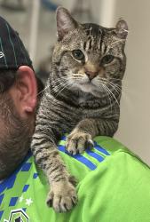 Lost Male Cat last seen Kapowsin highlands drive, Graham, WA 98338