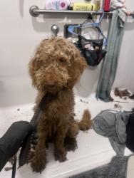 Found/Stray Male Dog last seen Found on side of road between Jacksonville and Medford., Medford, OR 97504