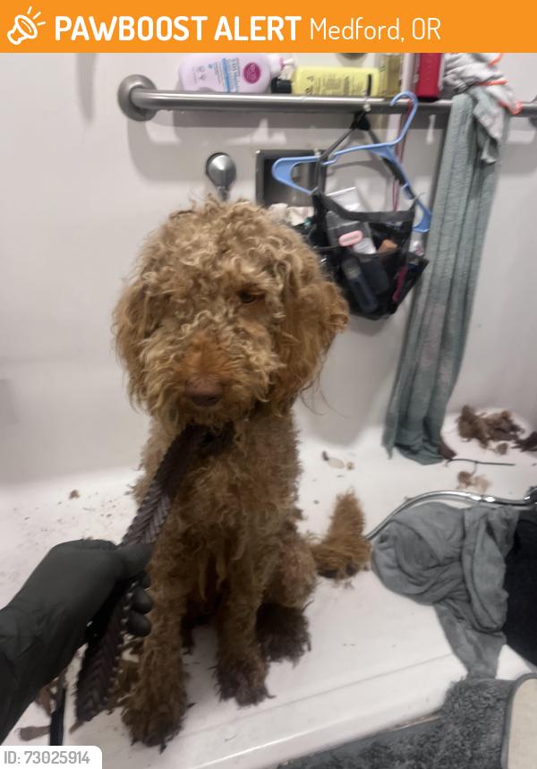 Found/Stray Male Dog last seen Found on side of road between Jacksonville and Medford., Medford, OR 97504