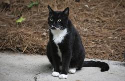Reunited Male Cat last seen W Meyer and Valley, Kansas City, MO 64113