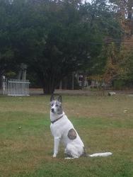 Lost Male Dog last seen Silver lake stockhol hardyston Rt 23 haryston nj , Hardyston, NJ 07460