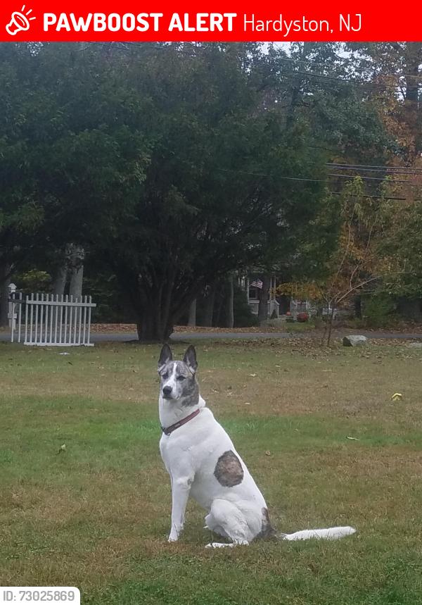 Lost Male Dog last seen Silver lake stockhol hardyston Rt 23 haryston nj , Hardyston, NJ 07460