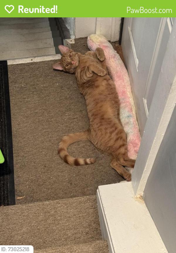 Reunited Male Cat last seen Harrison and 37th St. , Canton, OH 44709