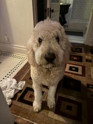 Reunited Male Dog last seen Joyner Ave by the fire station on Nolensville Rd, Nashville, TN 37210