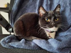Found/Stray Female Cat last seen Near Plum St. and Elmwood St close to McCleery Elementary School, Aurora, IL 60506