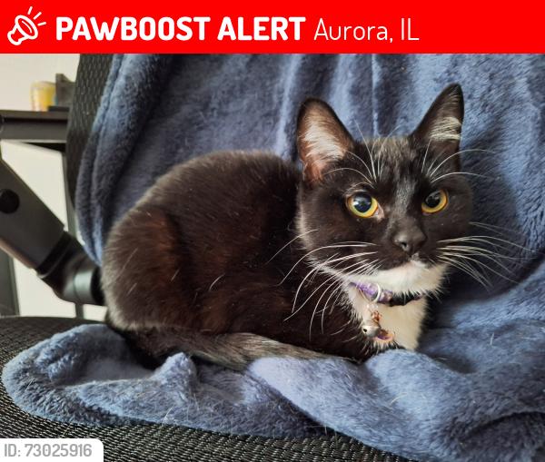 Found/Stray Female Cat last seen Near Plum St. and Elmwood St close to McCleery Elementary School, Aurora, IL 60506