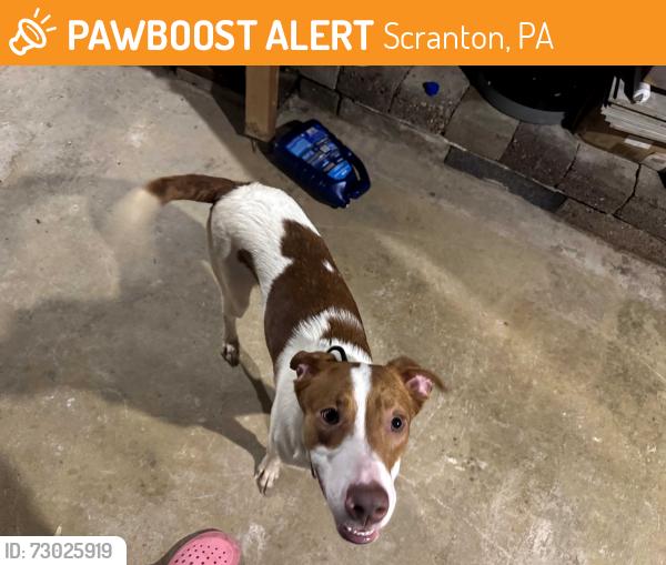 Found/Stray Male Dog last seen Near washburn st Scranton p.a 18504, Scranton, PA 18504