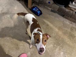 Found/Stray Male Dog last seen Near washburn st Scranton p.a 18504, Scranton, PA 18504