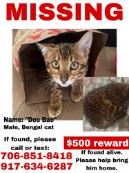 Lost Male Cat last seen Fairfax ave and Colgate ave, Los Angeles, CA 90048