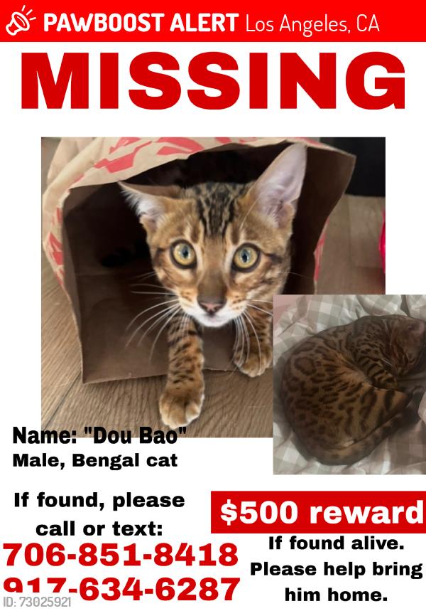 Lost Male Cat last seen Fairfax ave and Colgate ave, Los Angeles, CA 90048