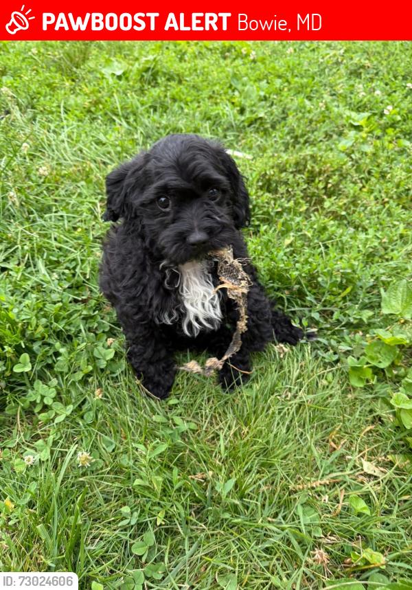 Lost Male Dog last seen Highbridge rd and chestnut dr near Highbridge elementary , Bowie, MD 20720