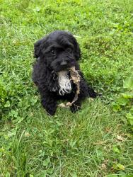 Lost Male Dog last seen Highbridge rd and chestnut dr near Highbridge elementary , Bowie, MD 20720
