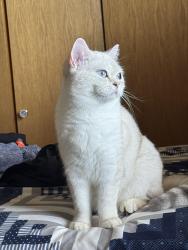 Reunited Female Cat last seen Hudson, Edmonton, Alberta , Edmonton, AB 