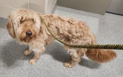Shelter Stray Female Dog last seen Lablanc Road, WATERFORD, MI, 48327, 1200 N Telegraph Building 42E, Pontiac, MI 48340, USA