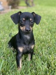 Lost Male Dog last seen Near Stonewood dr Carrollton tx , Carrollton, TX 75006