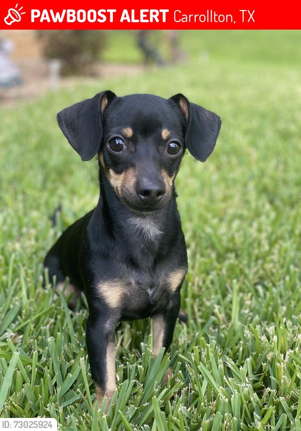 Lost Male Dog last seen Near Stonewood dr Carrollton tx , Carrollton, TX 75006