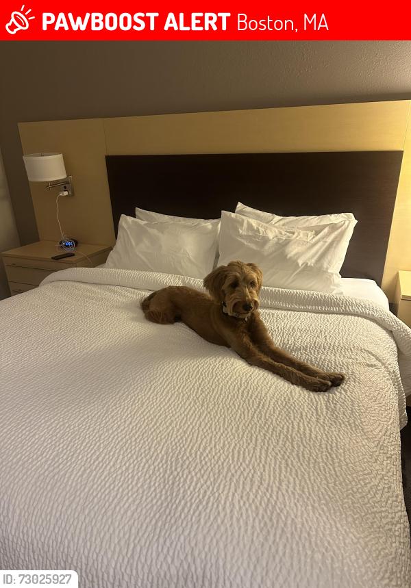 Lost Female Dog last seen 1st Ave Charlestown ma , Boston, MA 02129