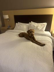 Lost Female Dog last seen 1st Ave Charlestown ma , Boston, MA 02129