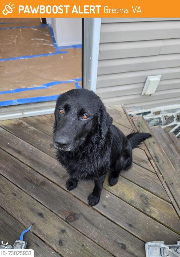 Found/Stray Male Dog last seen I don't know the cross street, Gretna, VA 24557