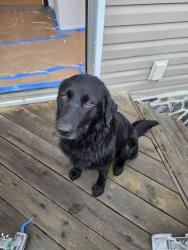 Found/Stray Male Dog last seen I don't know the cross street, Gretna, VA 24557