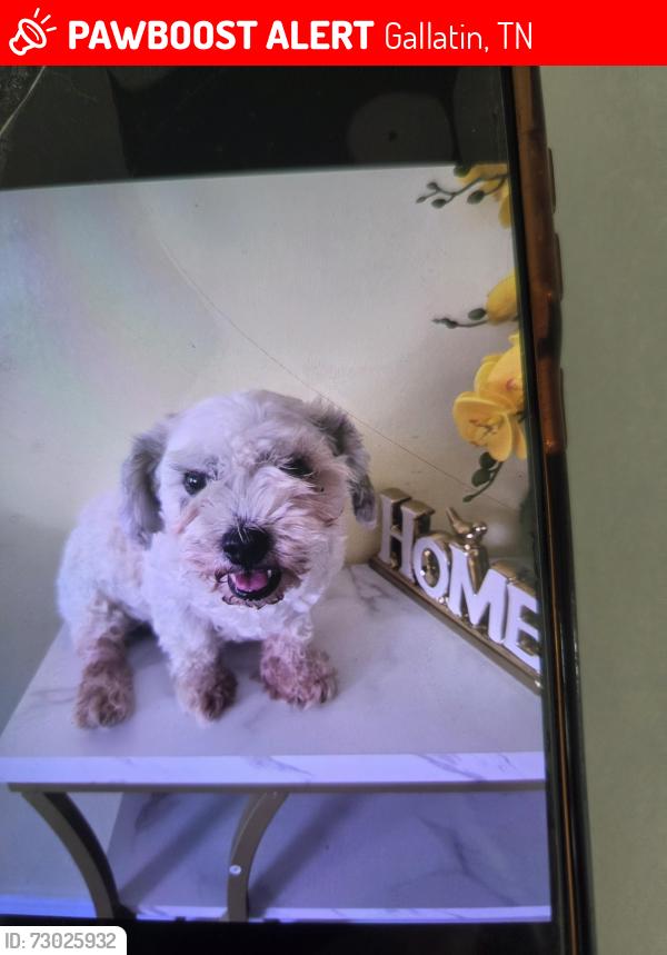 Lost Female Dog last seen Trigg ave , Gallatin, TN 37066